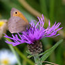Black Knapweed Seeds - Blooms From July - October - theseedhouse - 25 Seeds   :)