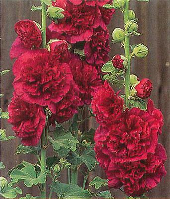 Hollyhock Seeds - DOUBLE RED - Ideal Cottage Garden Plant - Heirloom - 25+ Seeds