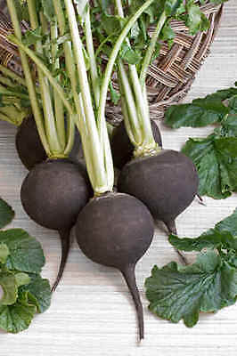 Radish Seeds - BLACK SPANISH ROUND - Great in Soups and Stews  - 20 Seeds