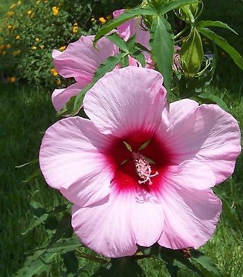 Hardy Hibiscus Seeds - LADY BALTIMORE - Perennial Flowering Shrub - 10 Seeds