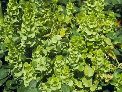 Bell of Ireland Seeds - Unique - Great for Flower Arranging - Canada - 50+ Seeds