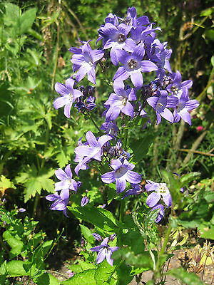 Campanula Lactiflora Seeds - BLUE CROSS - Milky Bellflower - Perennial -50 Seeds
