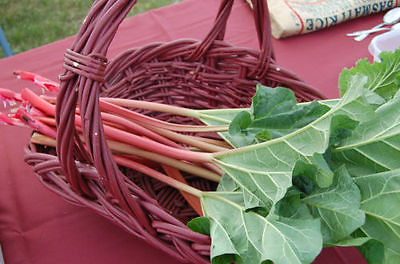 Rhubarb Seeds - VICTORIA ORGANIC - Slight Taste of Red Wine -  20+ Seeds