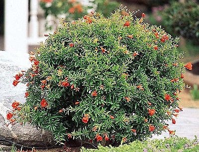 Dwarf Pomegranate Seeds - Punica Granatum 'Nana' - MEDICINAL BENEFITS - 10 Seeds