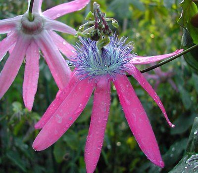 Passiflora Seeds - KERMESINA - Rare Climbing Vine, Passion Flower - 10 Seeds