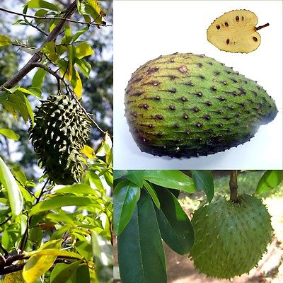 Guanabana Seeds - Graviola - Guyabano - Annona Muricata - MEDICINAL -10 Seeds 