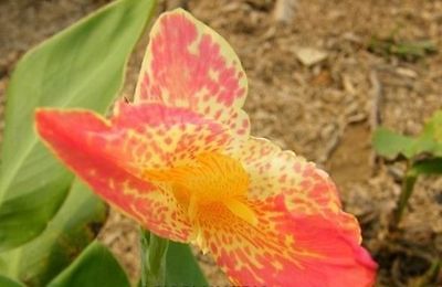 Canna Lily Bulb - PINK SPLASH - Cannaceae - Exotic Blooms - Tropical Blooms
