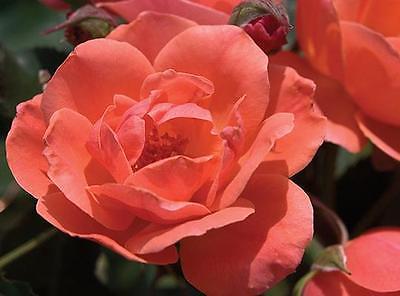 Rose Bush Seeds - Carefree Celebration - Shrub Rose- Disease Resistant- 20 Seeds