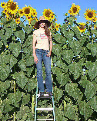 Sunflower Seeds - KONG - Monster Annual Sunflower - Multiple Flowers - 20 Seeds