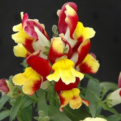 Snapdragon Seeds - FLORAL SHOWERS VARIETY - Stunning Red & Yellow - 50+ Seeds