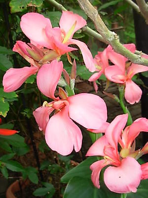 Canna Lily Bulb - CAROLINA PINK - Cannaceae - Rare Tropical - Exotic Blooms