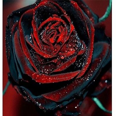 Rose Seeds - TRUE BLOOD BLACK - STUNNING PERENNIAL ROSE - Winter Hardy -10 Seeds