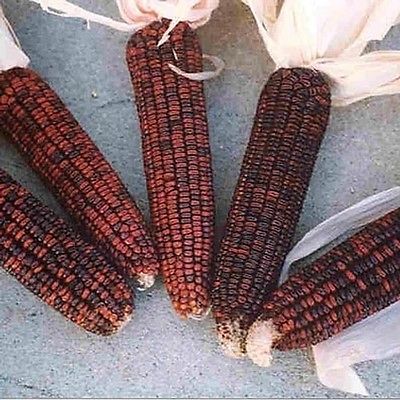 Corn Seeds - BLOODY BUTCHER - Maroon, Red and Black Kernels - Gmo Free- 50 Seeds