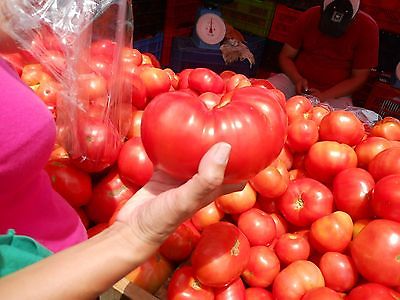 Tomato Seeds - BEEFSTEAK - Heirloom Bush Tomato - GMO FREE VEGETABLE - 25 Seeds