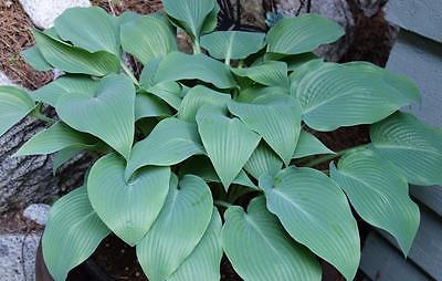 Hosta Plant - BLUE WHIRL - LIVE BLUE PLANTAIN LILY - Shade Perennial - 2 Shoots