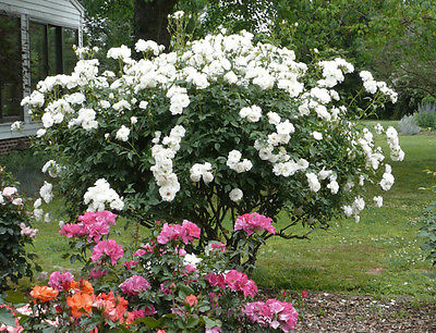 Climbing Rose Seeds - WHITE ICEBERG - Winter Hardy - theseedhouse - 10+ Seeds 