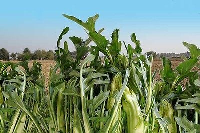 Vegetable Green Seeds - CICORIA CATALOGNA - Full of Bite & Pizzazz - 50 Seeds