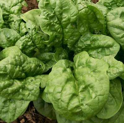 Spinach Seeds - BLOOMSDALE - Excellent Flavor -High Yielding Vegetable-100 Seeds