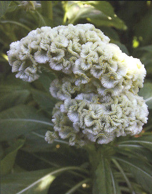 Cockscomb Seeds - AMISH WHITE - Celosia - Heat Tolerant, Sun Loving - 50 Seeds
