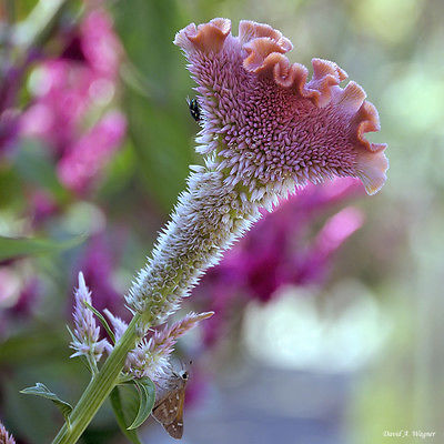 Cockscomb Seeds - BOMBAY PINK - Celosia - Great Dry Flower Arranging - 50 Seeds