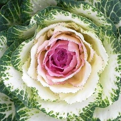 Flowering Kale Seeds - CRANE WHITE - Brassica Oleracea - Easy to Grow - 25 Seeds