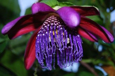 Granadilla Seeds -Fragrant Deep Red and Purple Blooms - Edible Fruit - 100 Seeds