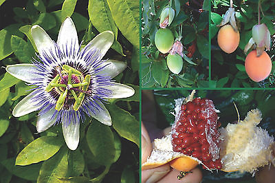 Passion Flower Seeds - BLUE - Great for Growing Indoors - Exotic - 100 Seeds