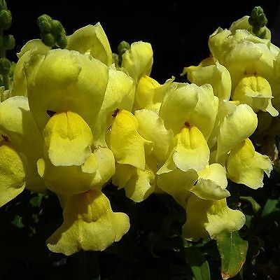 Snapdragon Seeds - CANDY SHOWERS YELLOW Only - F1 Hybrid - 50+ Seeds