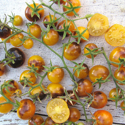 Tomato Seeds - GOLD BERRIES - Purple, Gold Cherry Tomato - Gmo Free - 10 Seeds 