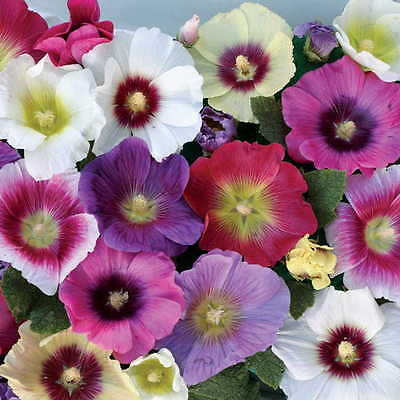 Alcea Rosea Seeds - HALO MIX - Hollyhock - Long Lasting Flowers - 25 Seeds
