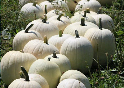 Cotton Candy Pumpkin Seeds -Pure White Pumpkins-Bulk-Edible - 50 Organic Seeds 
