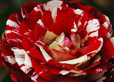 Red & White Rose Seeds - TRUE CANADIAN COLORS - Climbing Rose Bush -10 Seeds