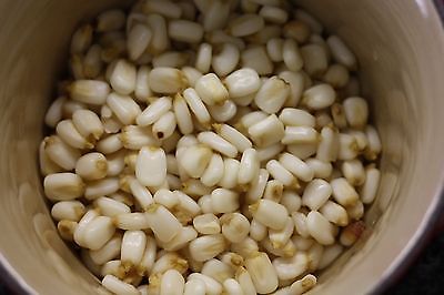 Corn Seeds - WHITE POSOLE - Unique Corn Flavor - theseedhouse - 50+ Seeds
