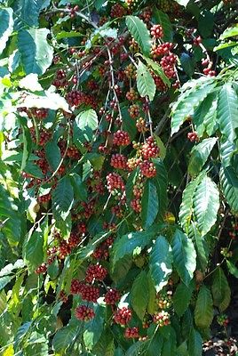 Coffee Bean Plant Seeds - BRAZILIAN SANTOS - High Quality Coffee - 100+ Seeds
