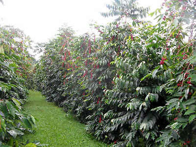 Coffee Bean Plant Seeds - HAWAIIA KONA - Great House Plant - 100+ Seeds