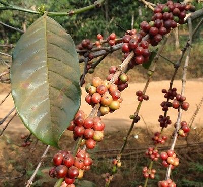 Coffee Bean Plant Seeds - INDIAN MONSOON MALABAR - Tropical Tree - 50 Seeds