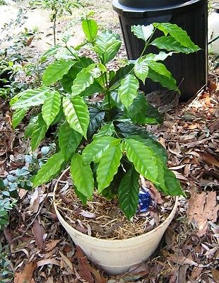 Coffee Bean Plant Seeds - DWARF CATURA / ARABICA - Tropical Tree - 50 Seeds