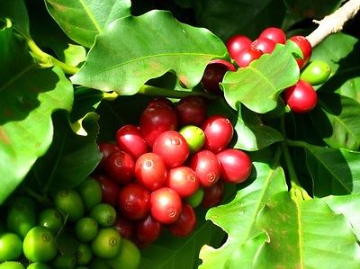 Coffee Plant Seeds - KENYA PEABERRY - MEDIUM STRONG BEANS - Gmo Free - 100 Seeds