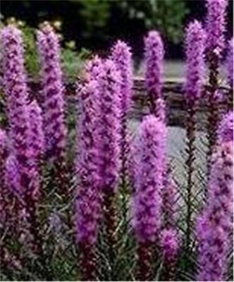 Blazing Star Seeds - PURPLE - Great Dried Flower - Drought Tolerant - 25+ Seeds