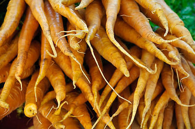 Carrot Seeds - YELLOW BUNCH - F1 Hybrid - A Big Hit with Children - 50 Seeds