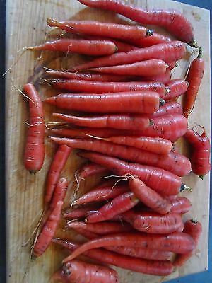 Carrot Seeds - NUTRI RED - Long, Slender, Red - Heirloom Garden - 100+ Seeds 