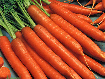 Carrot Seeds - SCARLET NANTES - Orange Interior with Sweet Taste - 500+ Seeds 
