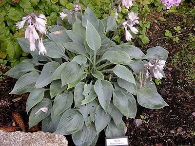 Hosta Plant - BLUE DIMPLES - Great Container Plant - Shade Perennial - 2 Shoots