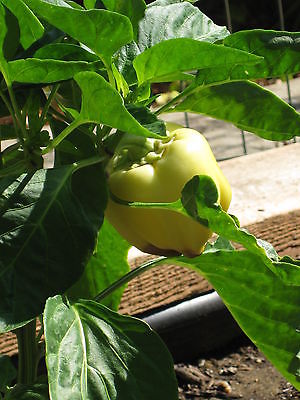 Sweet Bell Pepper Seeds - IVORY - Great Potted Plant - Vegetable - 20 Seeds 