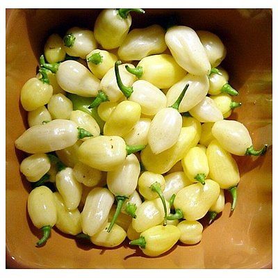 Pepper Seeds - PERUVIAN WHITE LIGHTNING HABANERO - GMO FREE - 20 Seeds