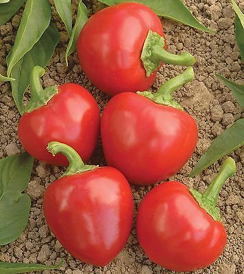 Hot Pepper Seeds - TIME BOMB - Hybrid Hot Pepper - Gmo Free - 10 Seeds