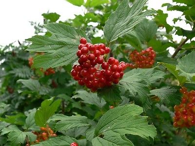 Highbush Cranberry Seeds - NORTH AMERICAN - Viburnum Trilobum- Edible - 20 Seeds