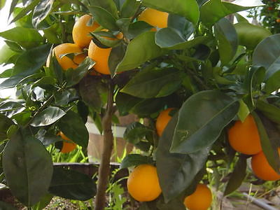 Orange Tree Seeds - DWARF WASHINGTON NAVEL - Grow Indoors or Outdoors - 10 Seeds