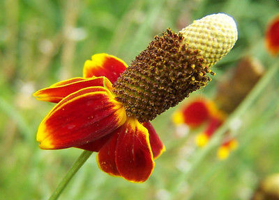 Mexican Hat Seeds - Prairie Coneflower - Drought Tolerant - 50+ Flower Seeds 